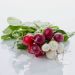 Radiser, runde mix, 1 bdt