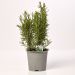 Rosmarin, i potter, italienske, 1 stk