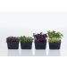 Cress, sixteen mix, 16 bk, 1,5 kg