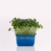 Cress, chili, 1 bk