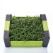 Cress, affilla, 16 bk