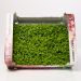 Cress, honny, 16 bk