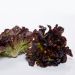 Rød egeblad salat, 8 stk