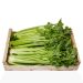 Bladselleri, m/top, italienske, 8 kg