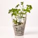 Geranium, i potter, 1 stk